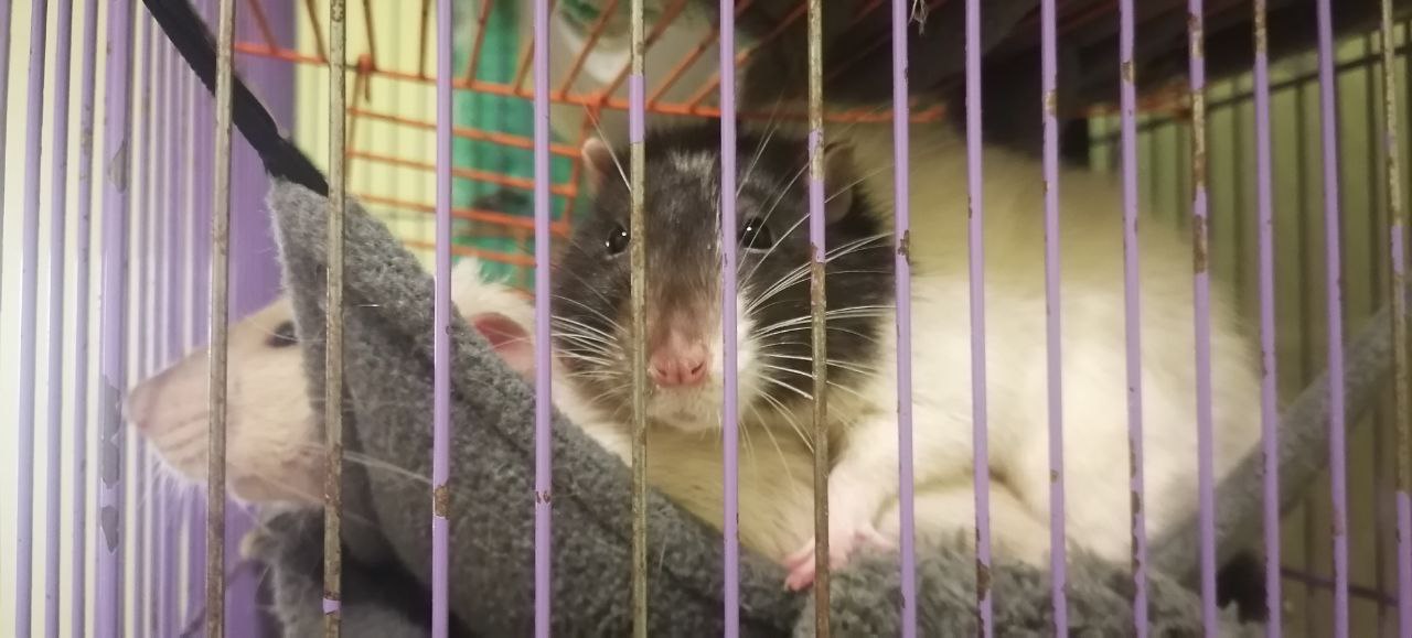 Моя радость